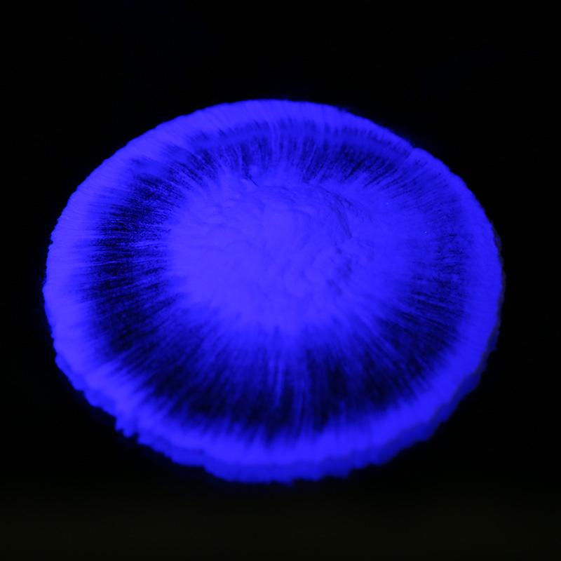 strontium aluminate phosphorescent powder